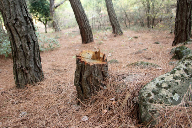 How Our Tree Care Process Works  in  Pine Island, MN