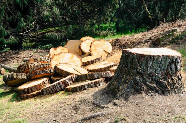 Tree and Shrub Care in Pine Island, MN